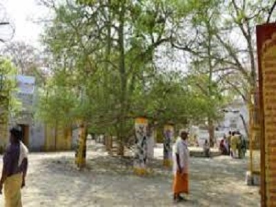 Tatiya sthan ke ghankhor van